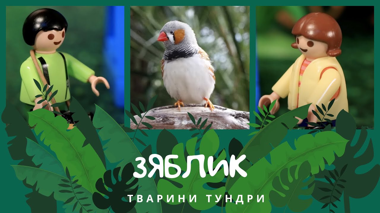 Зяблик. Тварини Тундри | КоМарко