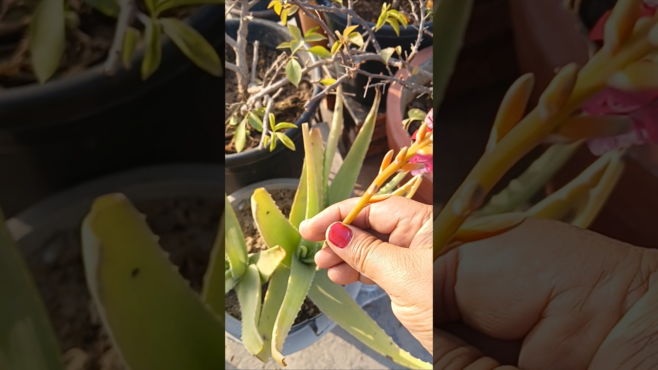 🌱 Information of Aloe vera 🌱 