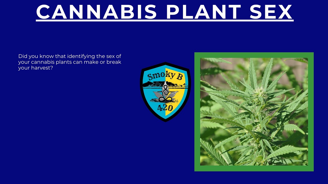 Cannabis Plant Sex: How to Identify Males, Females & Hermaphrodites for a Perfect Harvest