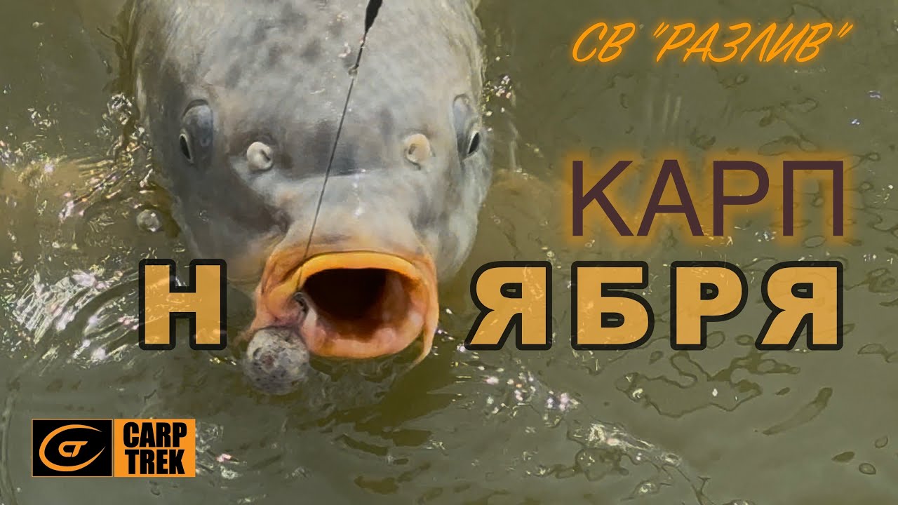 Карп Ноября СВ 