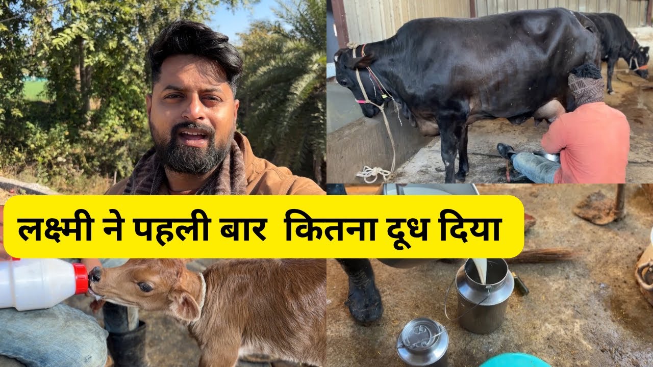 लक्ष्मी ने पहली बार कितना दूध दिया || How much milk did Lakshmi give for the first time?