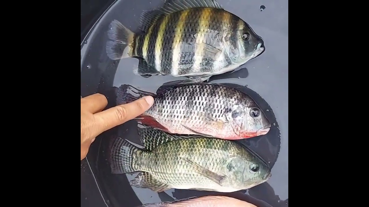Quatro til&aacute;pias diferentes.