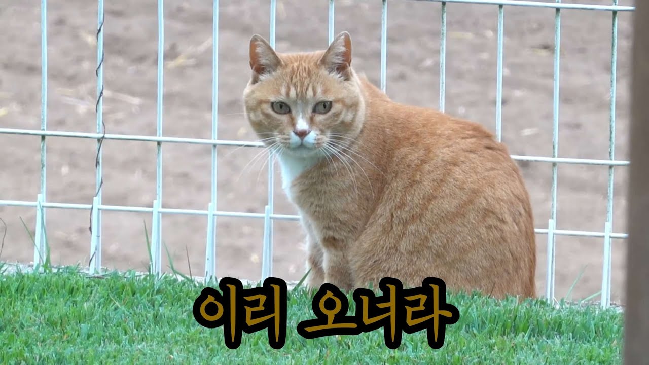 입문자를 위한 가이드: 누리  @Metalnam 