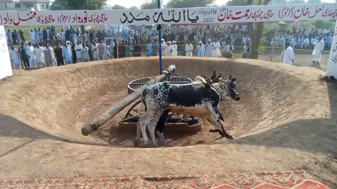 Bull Race Kantrili Jhelum 16th October 2022| village life| Haji Mehar Muhammad Khan Of Monan