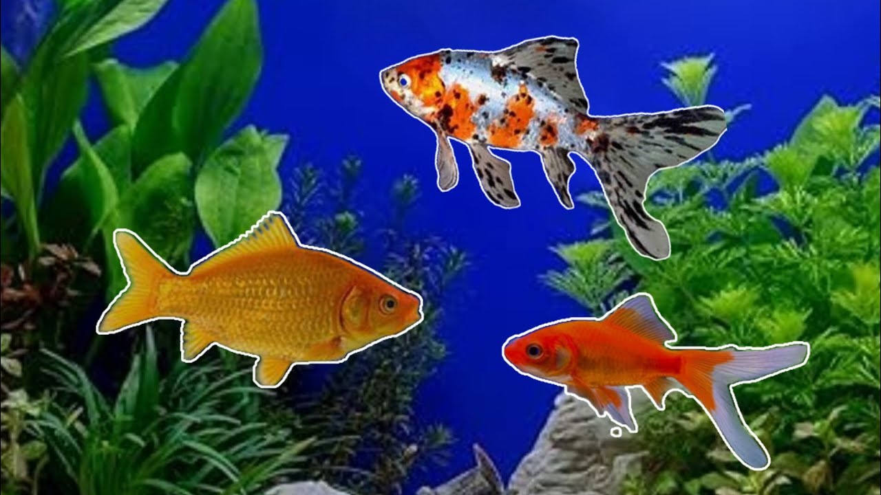 Are Common Goldfish, Comets and Shubunkins good Aquarium Fish?