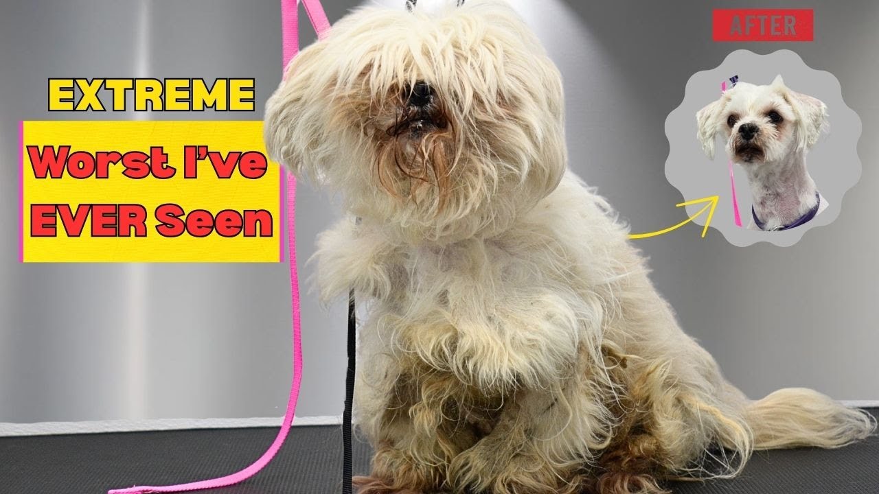 The Most Matted Dog I've Ever Seen...This Took HOURS but the Result Is Shocking