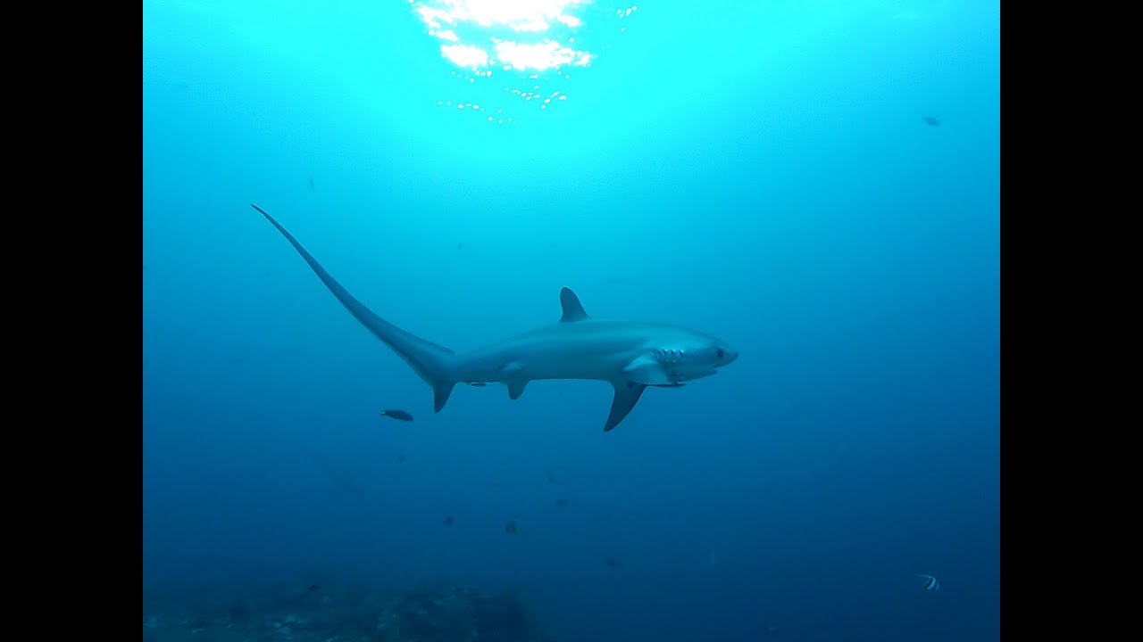 Thresher Sharks of Monad Shoal Phillipines #Dive site #Threshersharks.#Monadshoal#Malapascua Island