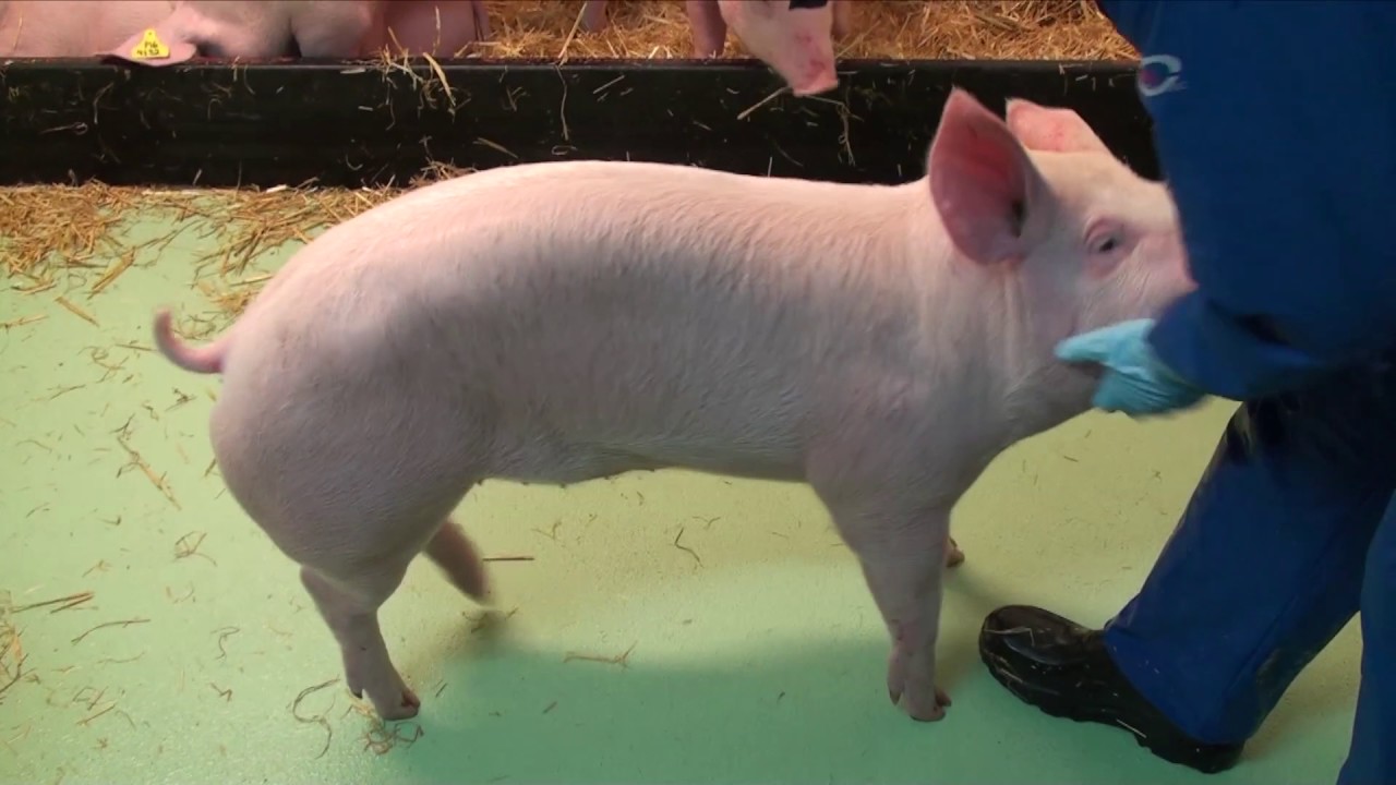 Making vaccines against African swine fever virus