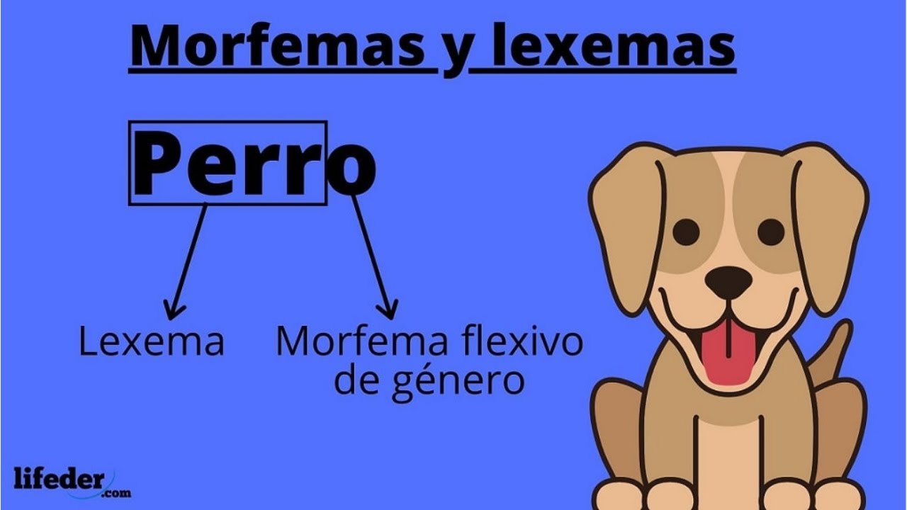 El MORFEMA ¿Qué es y qué tipos hay? (Con ejemplos sencillos)👨‍🏫✍️
