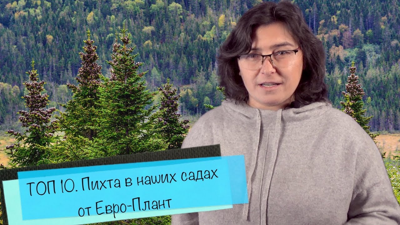 ТОП 10. Пихта в наших садах от Самойленко Натальи.