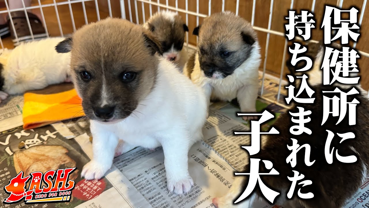 保健所に持ち込まれた子犬と「運命の出会い」をしたのでお迎えしました