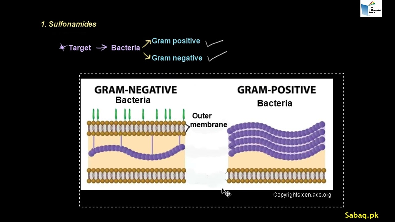 Categories of Antibiotics, Biology Lecture | Sabaq.pk |