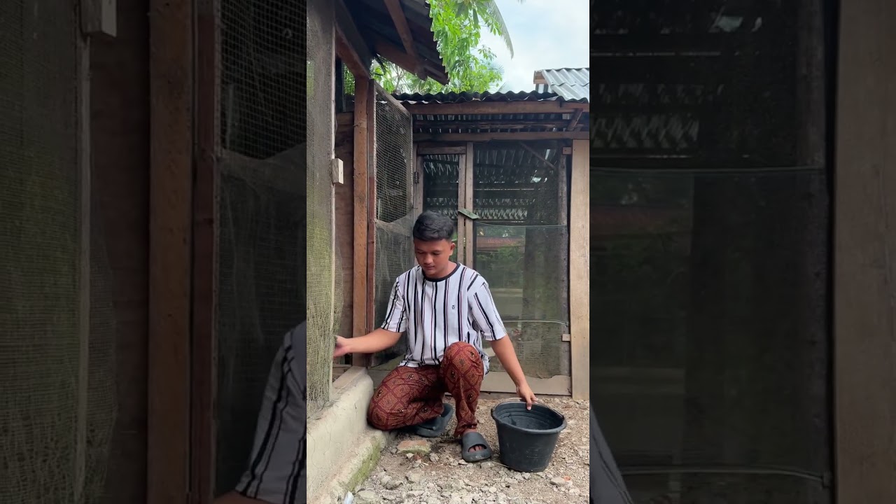 Indukan ayam kampung menetaskan telur bebek