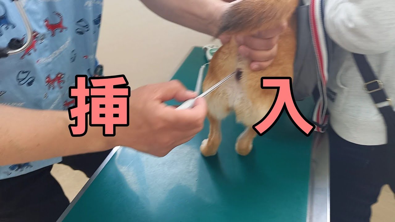 狂犬病の予防接種でア◯ルに体温計を挿入られる柴犬