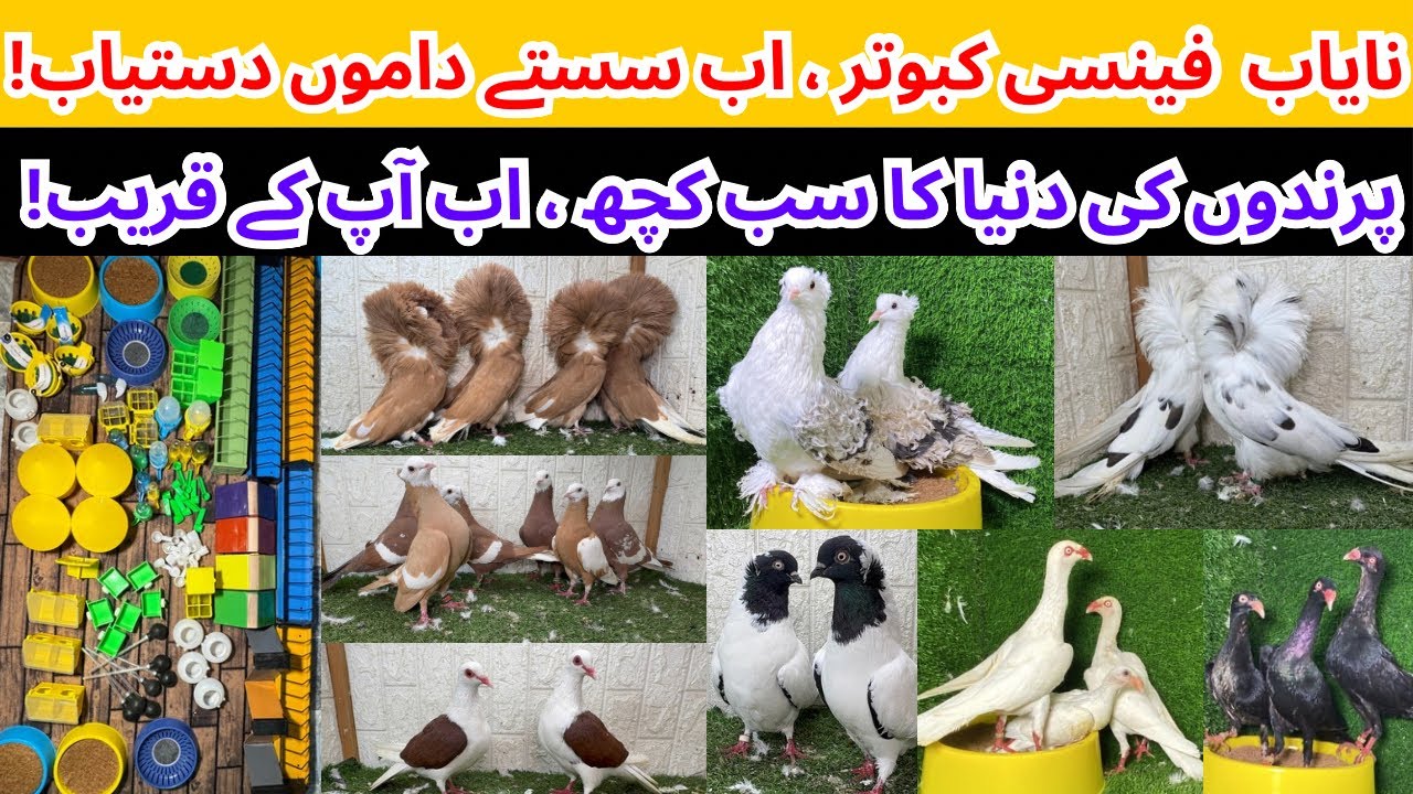 Visited at D Birds Fancy Pigeon Breeding Setup/Farm in Multan Pakistan Jacobin Cropper Frilback