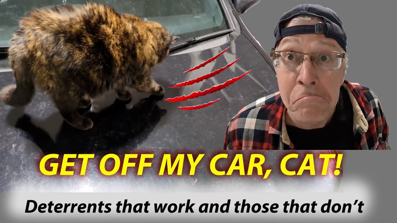 Get Off My Car, Cat! Deterrents that work and those that don't