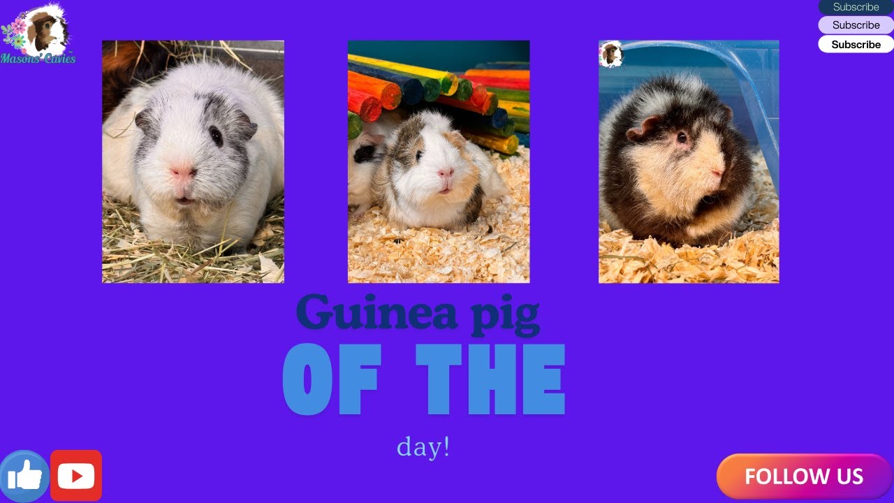 Guinea pig of the day!