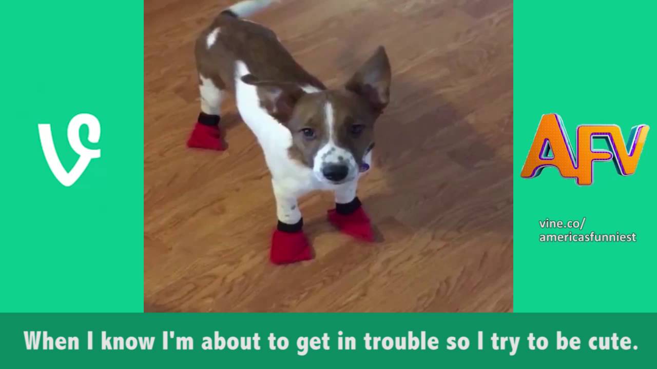 Best of AFVine Animals Part 5