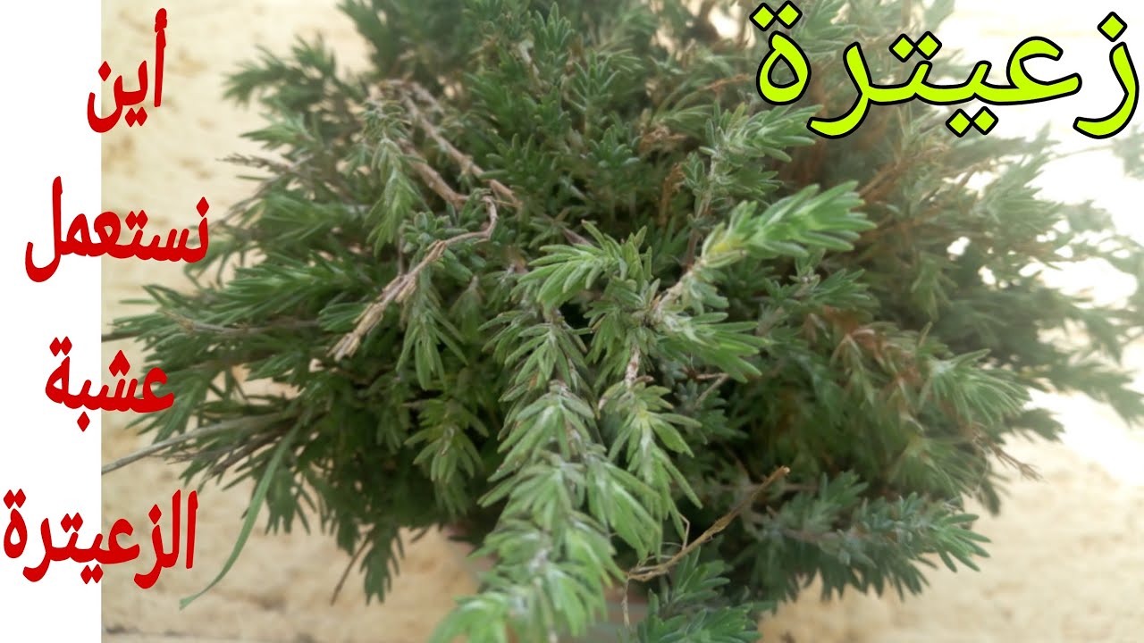 مكتعرفيش عشبة الزعيترة(أزوكني)مرحبا بيك دخلي تعرفي لمن كتستعمل