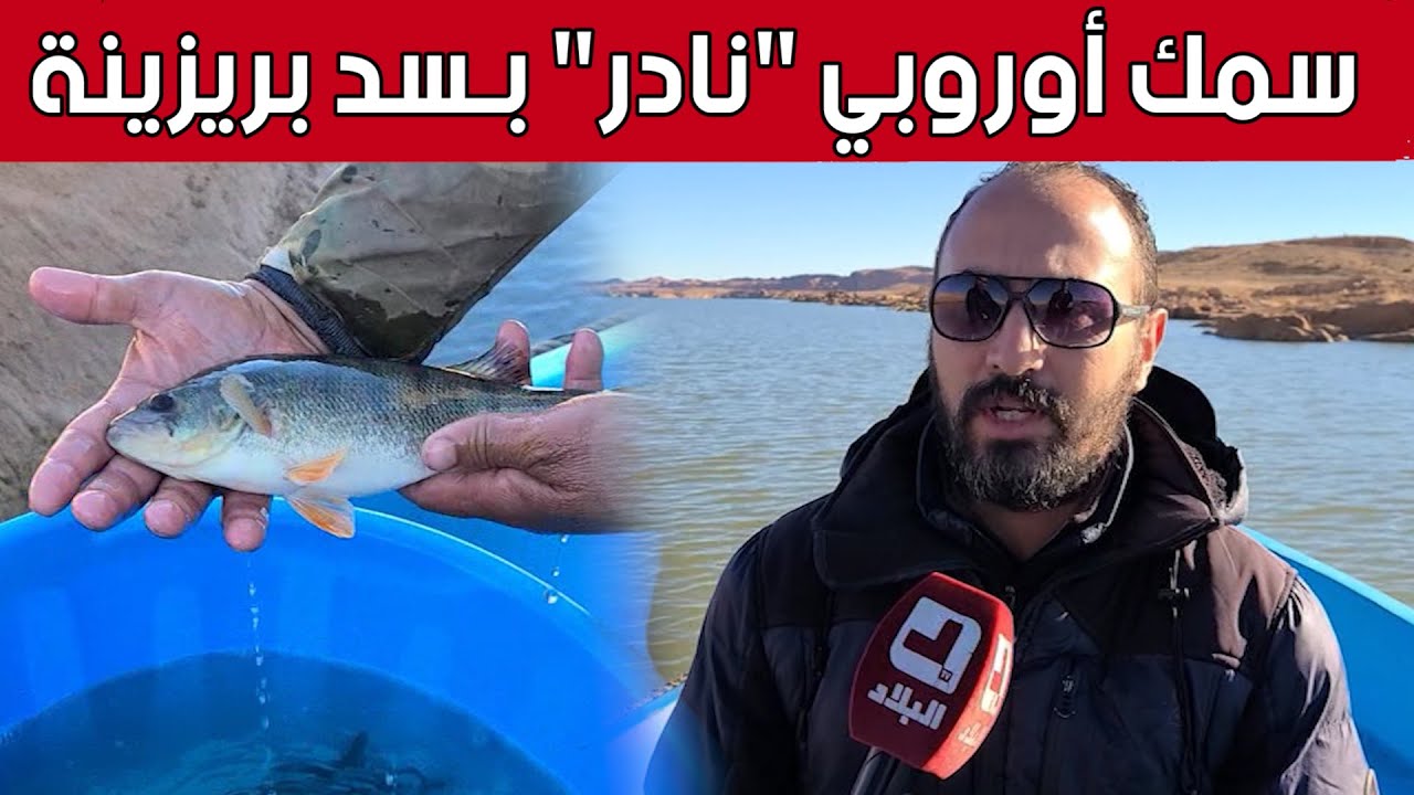 سمك أوروبي 