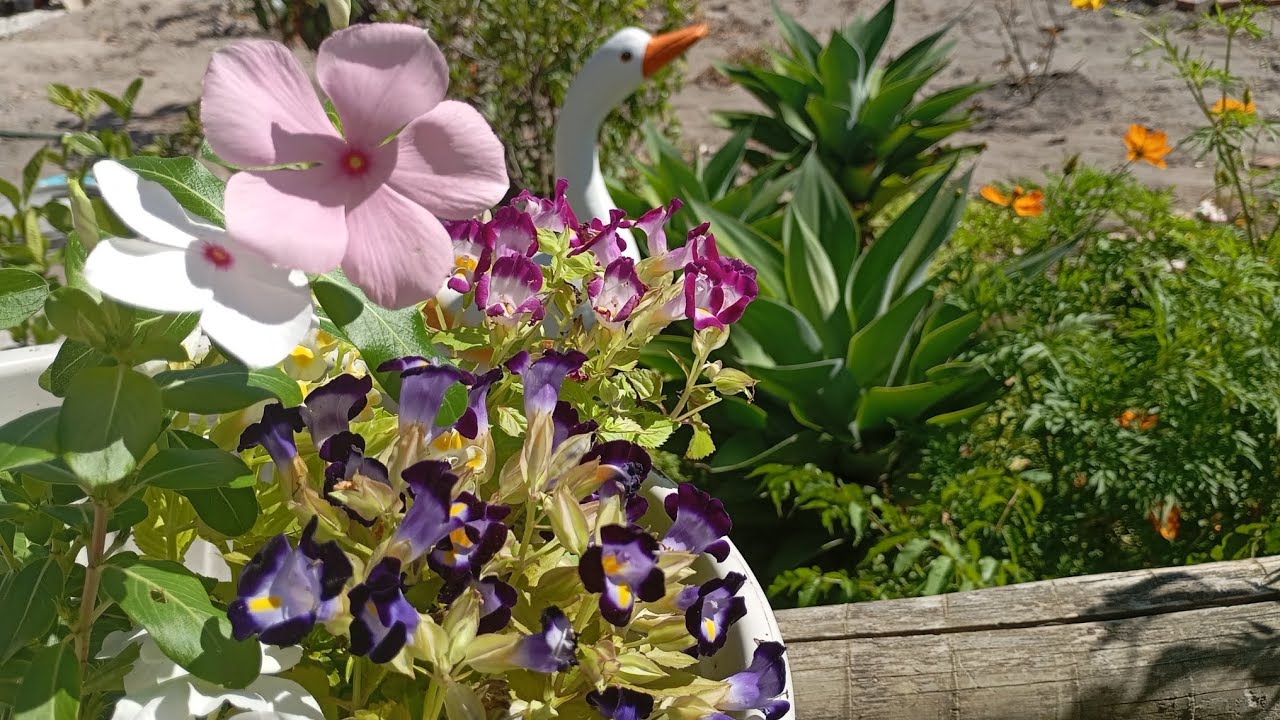 Plantas de Que Florescem no VERÃO que Amam Sol, ganhei lindas plantas, replantes,dicas#plants