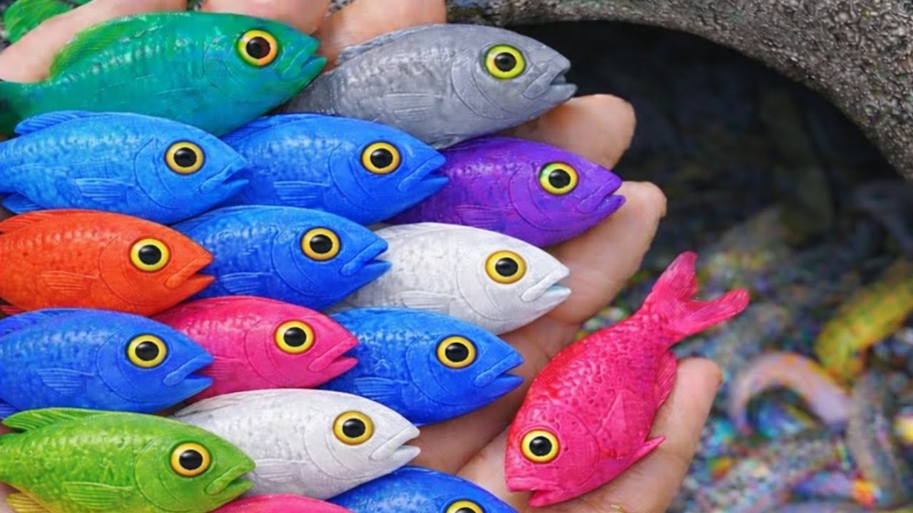 Catching beautiful ornamental fish in a tiny pond, red guppy, goldfish, eel, pencil fish...