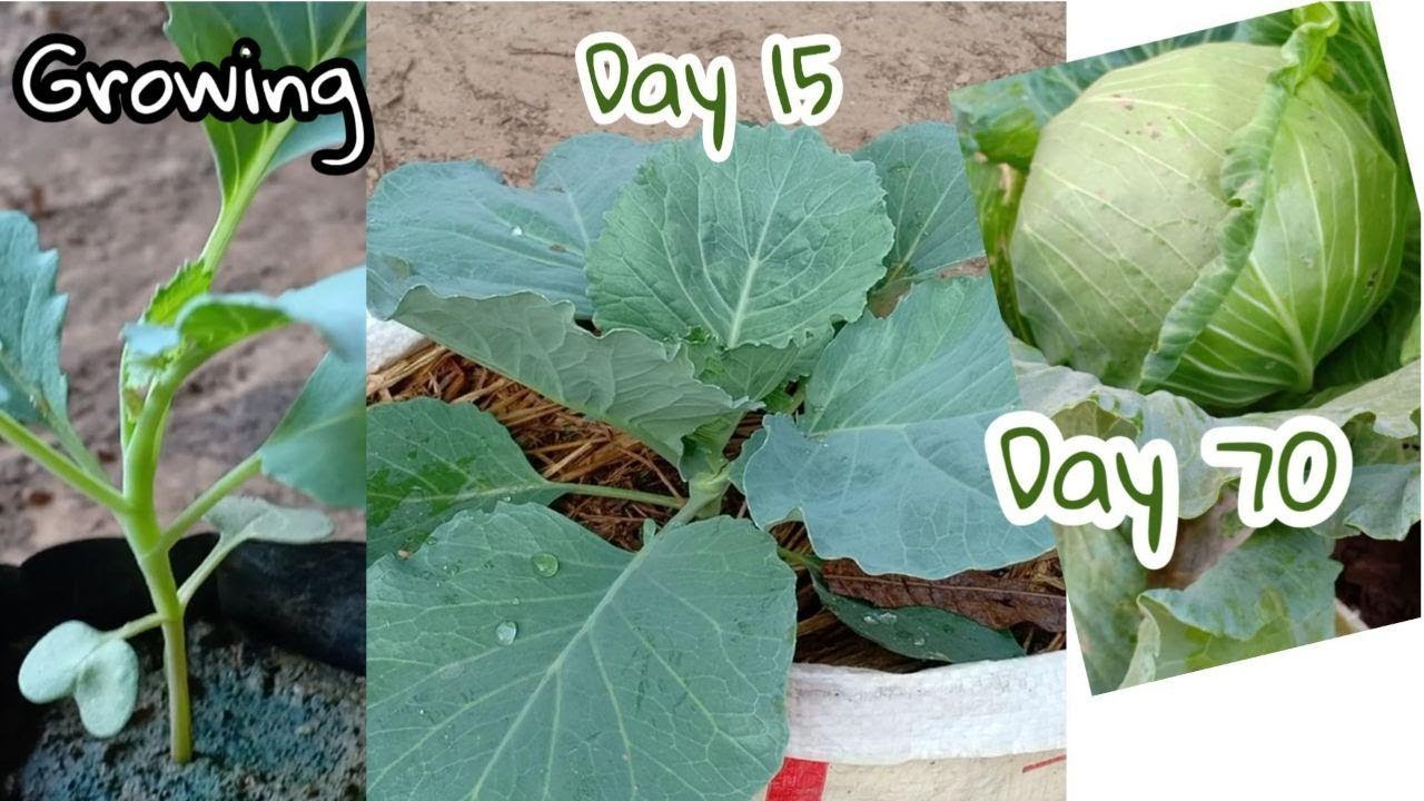 How to grow cabbage in pots / In Plastic / #Growing_Cabbage by Ny Sokhom