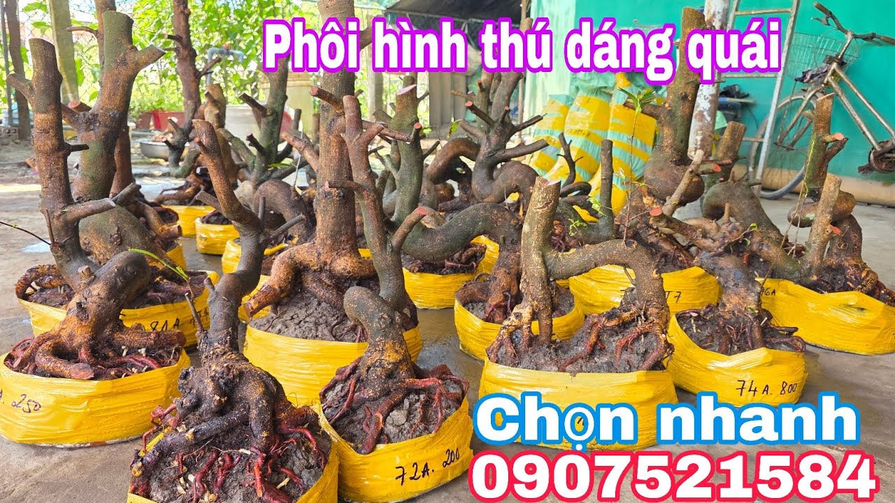 17/3.Bảo☎️0907521584📢Phôi mai bonsai hình thú dáng quái đẹp