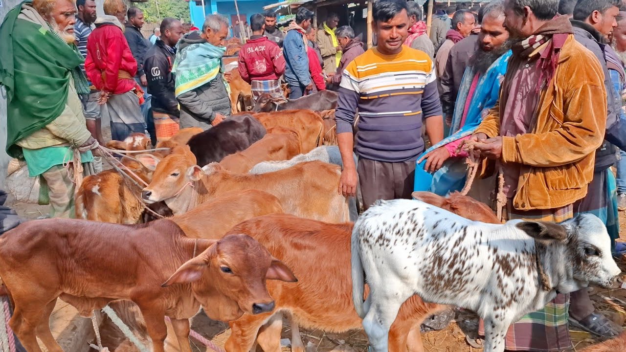 আজ ৩১/১/২৬ | বেনাপোলের খামারী কেমন দামে প্রচুর চাহিদা সম্পন্ন শাহিওয়াল ষাঁড় কিনছেন | আমবাড়ী হাট 