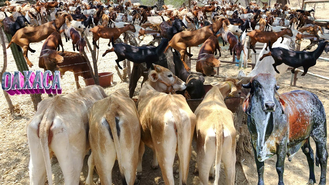 El Ganado del Rancho, Así se alimenta