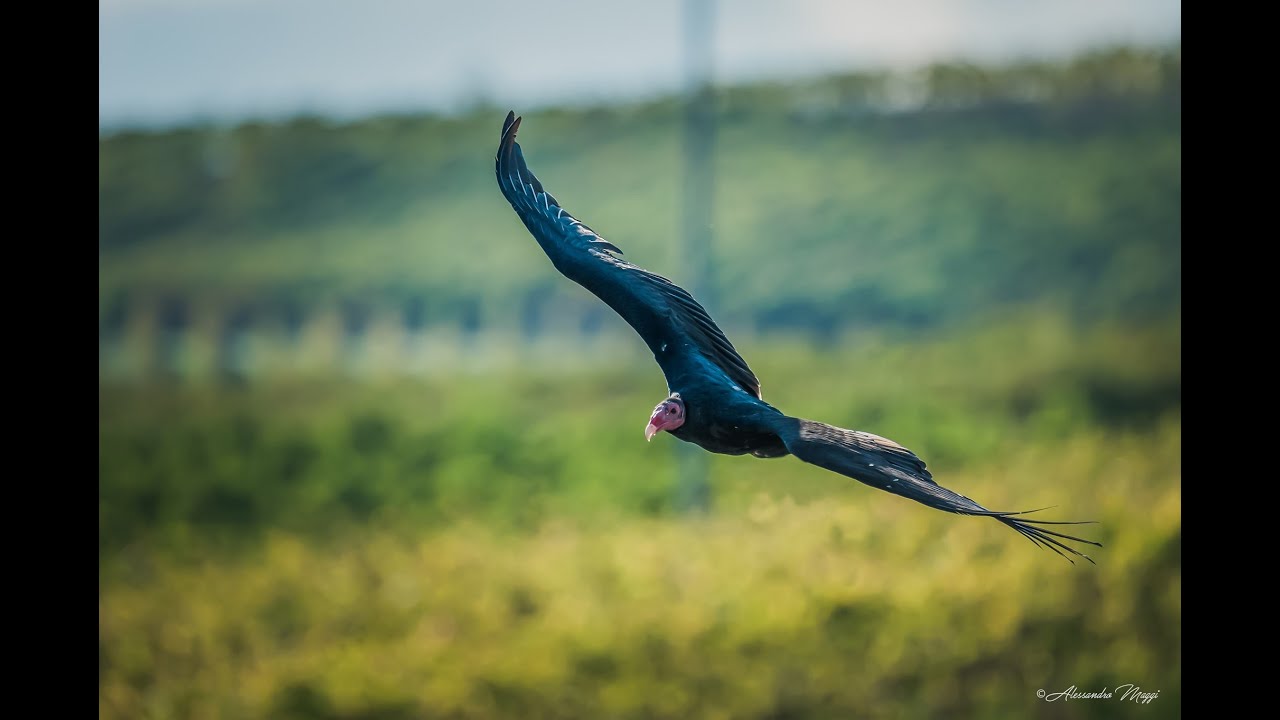 Avvoltoio collo rosso in volo libero www.falconiereperungiorno.it