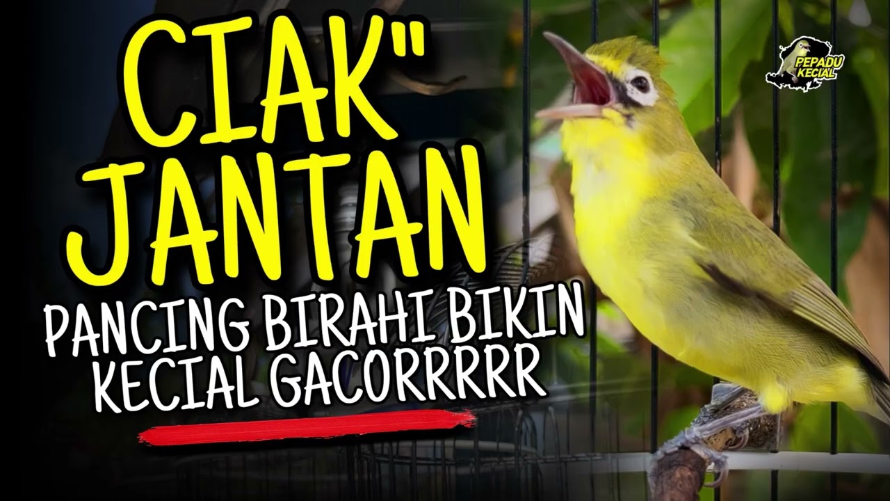 CIAK CIAK KECIAL KUNING JANTAN AMPUH RANGSANG BIRAHI BIKIN KECIAL GACORR‼️