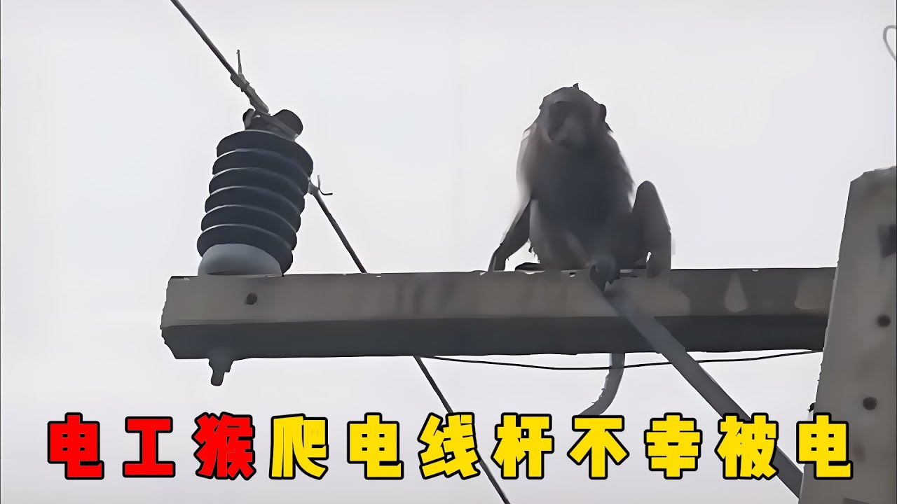 电工猴子爬电线杆不幸被电，万万没想到，同伴竟然将其救活了过来，两只狗围攻电工猴，下一秒突然触电#documentary #纪录片 #动物