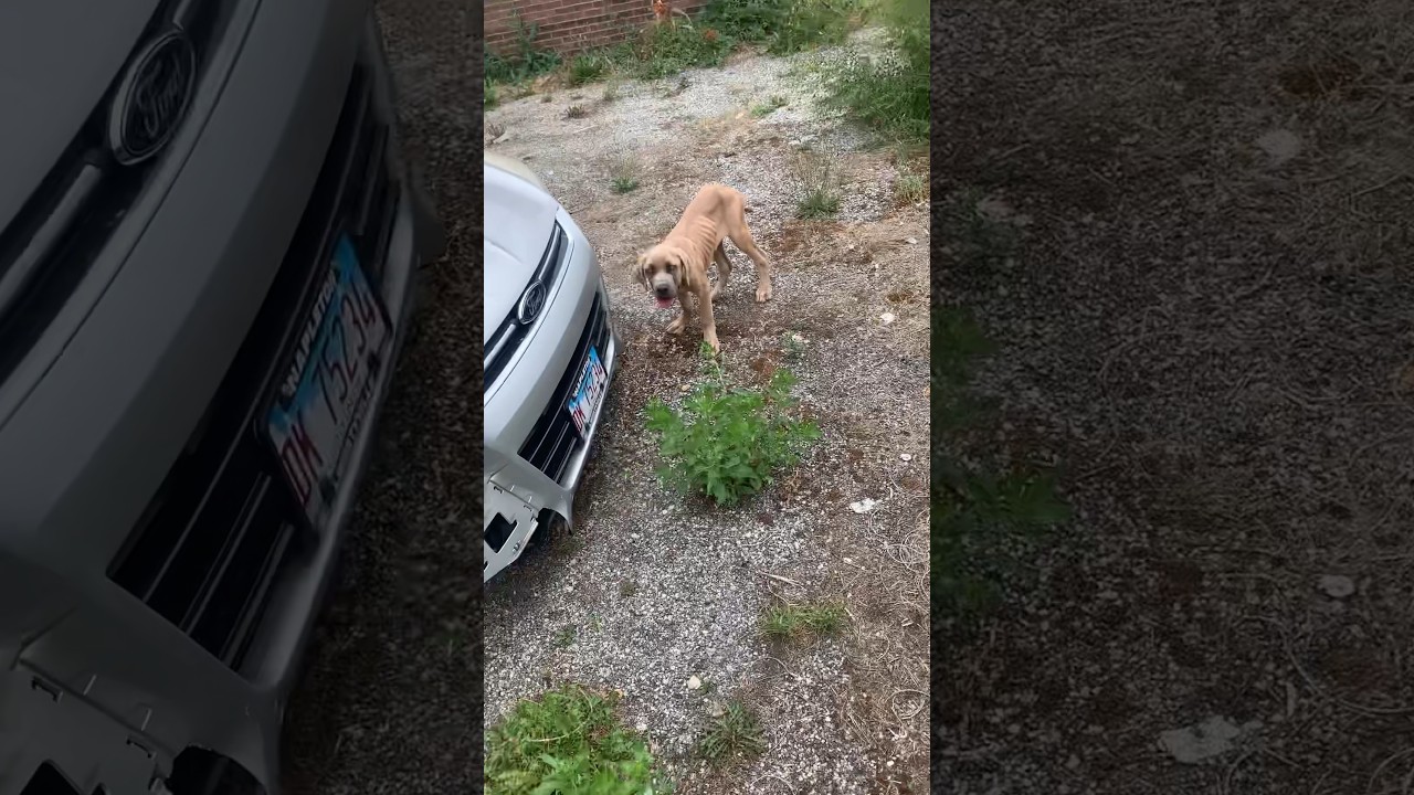 Update on the two starving dogs I found in the hood 🐶🐶🐶 #chiraq #dog #rescue