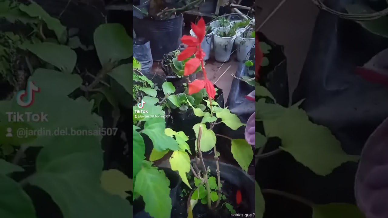 Planta de salvia roja 🌷