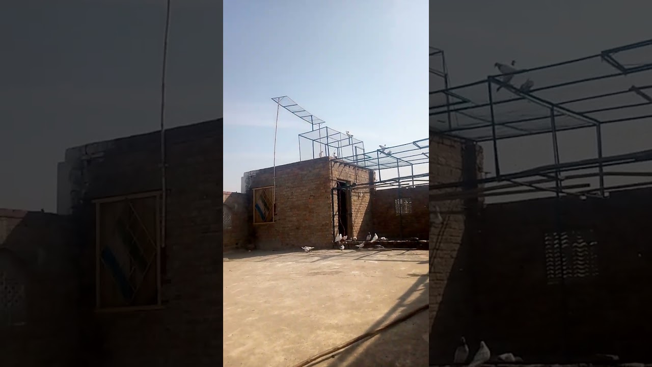 Pegion _ setup jall _ kabooter baazi#kabootar 