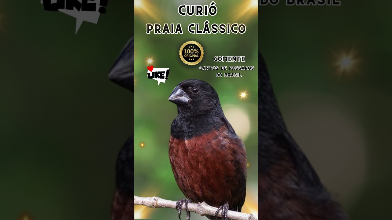 Curi&oacute; canto praia cl&aacute;ssico!  #cantodocurio #curio