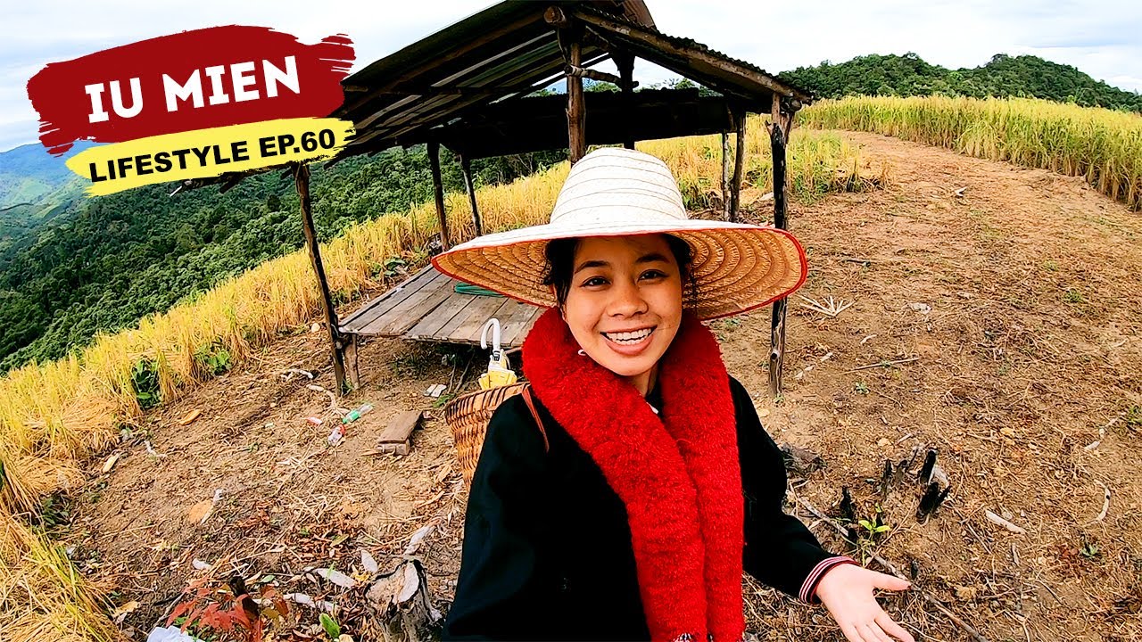 Iu Mien Lifestyle EP.60 | Iu Mien's Rice Iu Mien Life