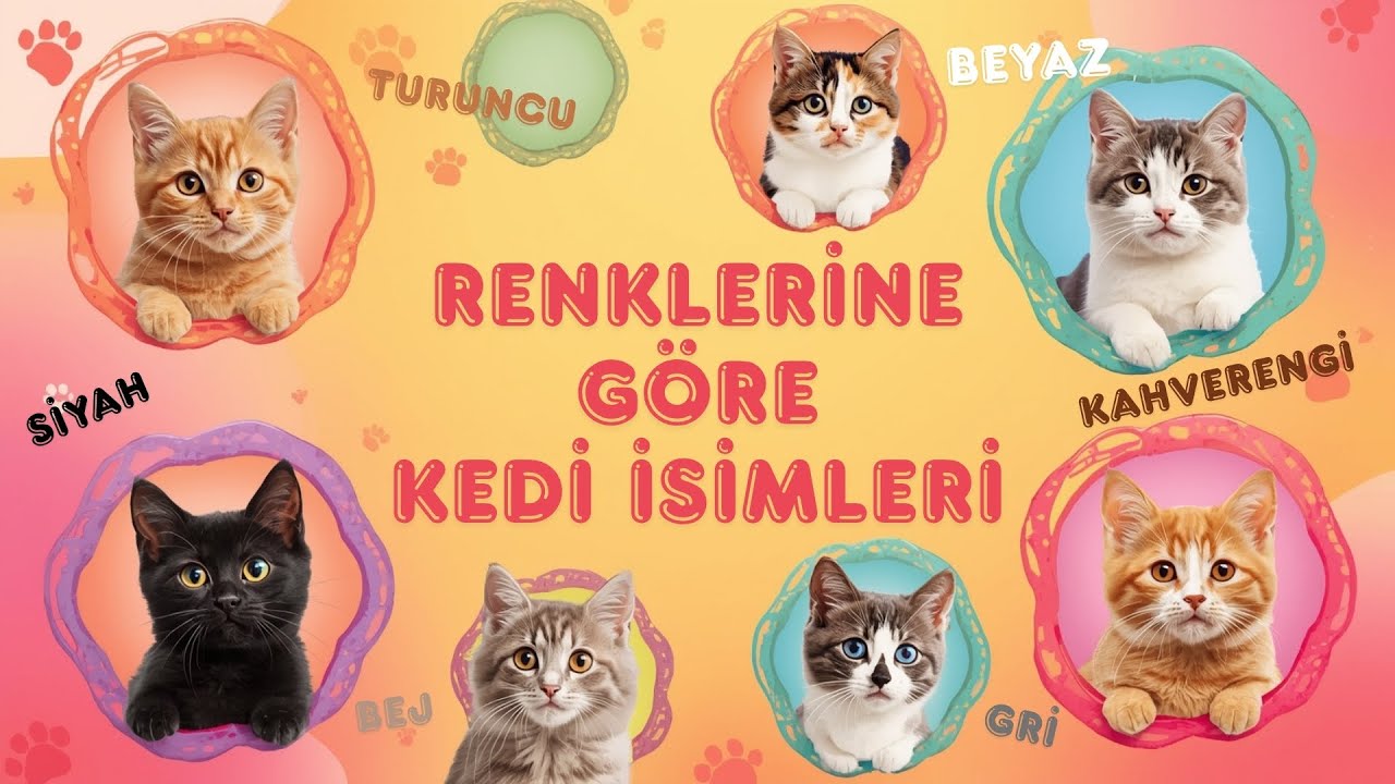 Kedi İsim &Ouml;nerileri | Kedinizin Rengine G&ouml;re M&uuml;kemmel Kedi İsimleri!