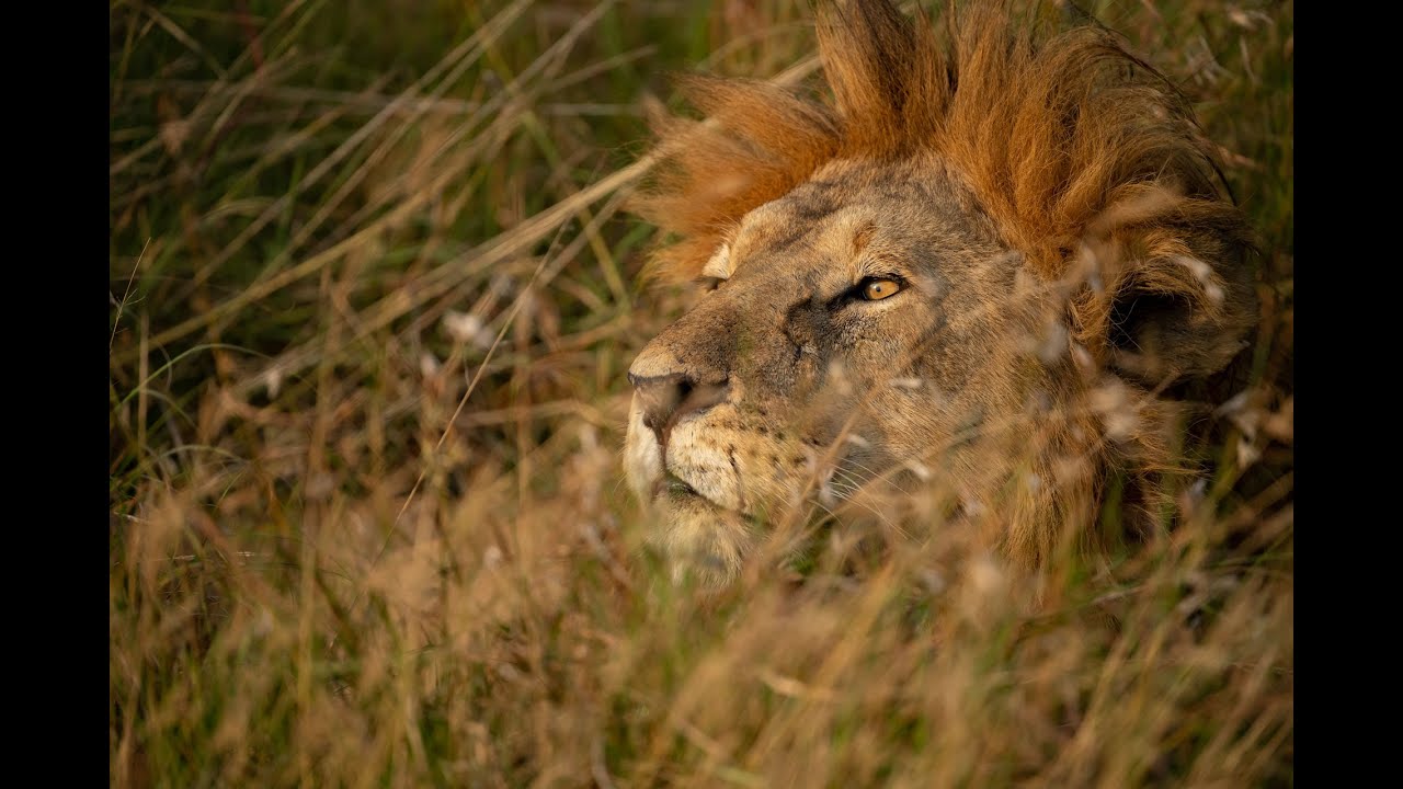 Seronera Series - Episode 1