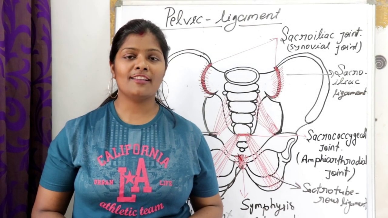 ligament of pelvic in hindi | sacroiliac ligament | Interpubic ligament | sacrotuberous ligament |