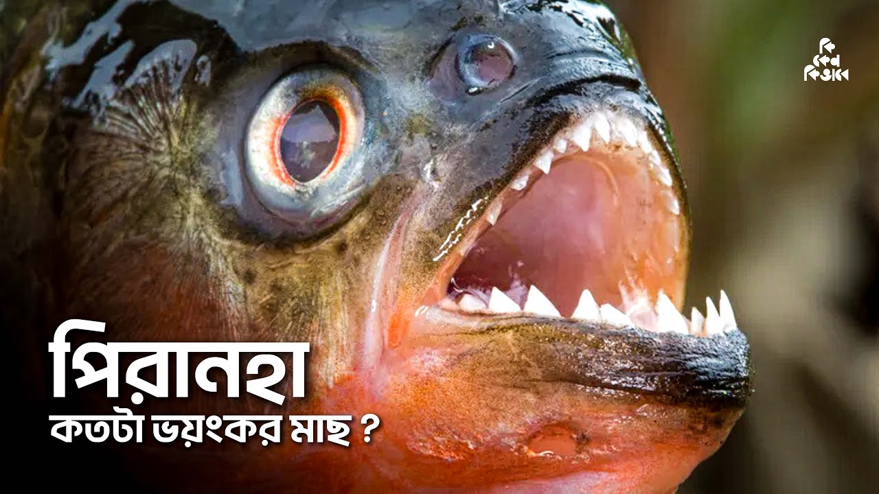 নিষিদ্ধ পিরানহা মাছ কতটা ভয়ংকর ?