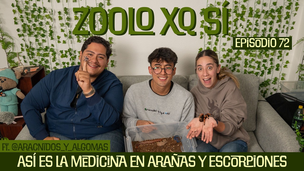 Así es la MEDICINA en ARAÑAS y ESCORPIONES | Episodio #72 feat. @aracnidosymas | Zoolo XQ Sí