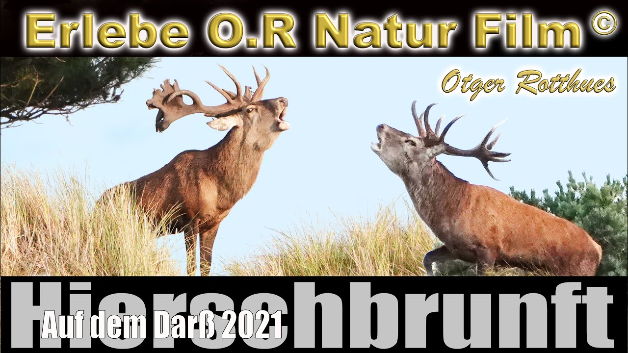 Der König von Fischland Darß Hirschbrunft 2020/2021