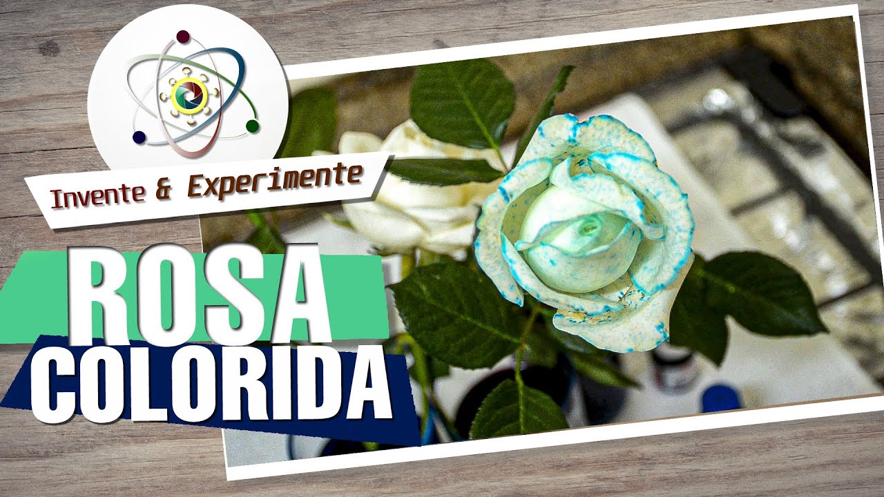 Transporte de Seiva nas Plantas (Experimento - parte 1)