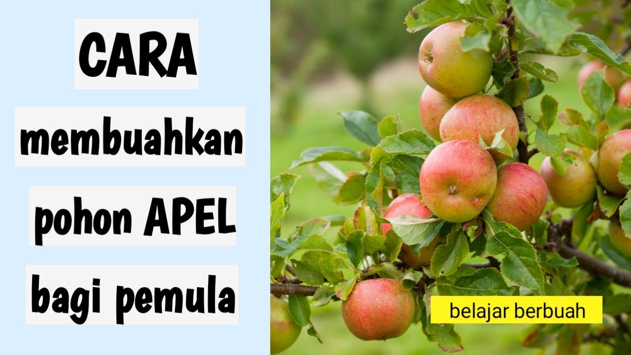 Cara membuahkan pohon APEL bagi pemula - belajar pembuahan