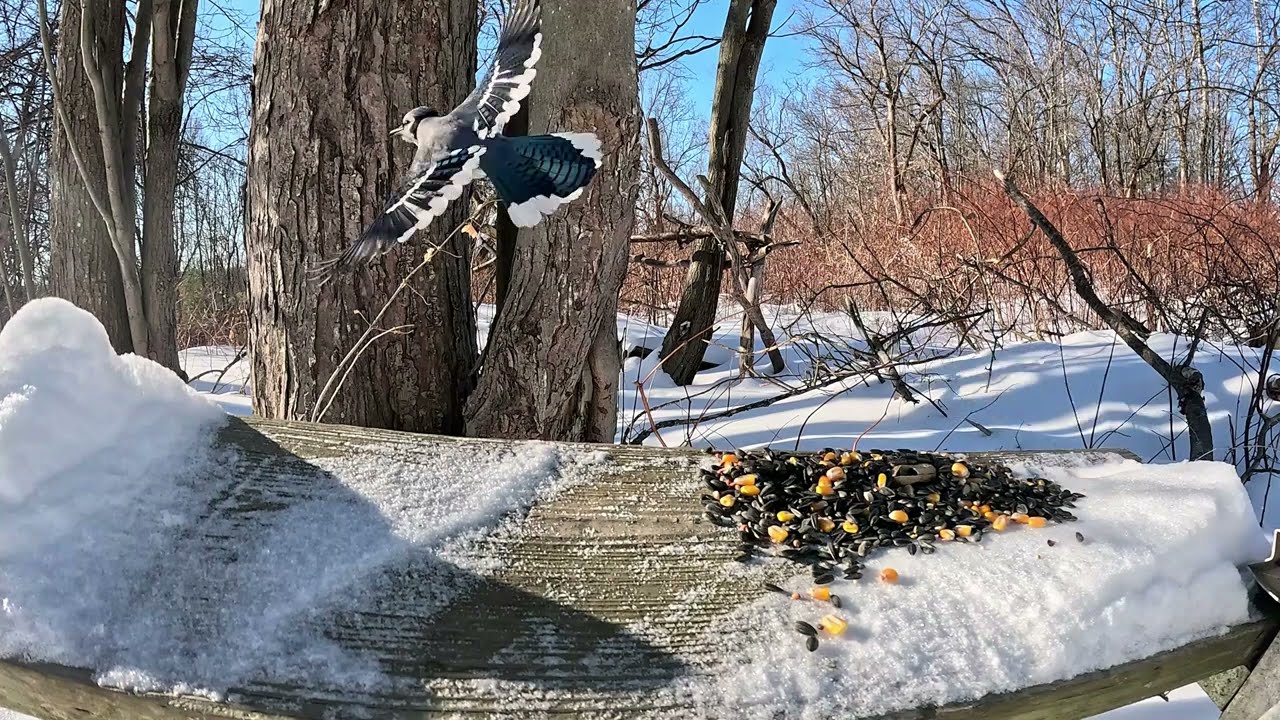 Cats catch blue jays on TV