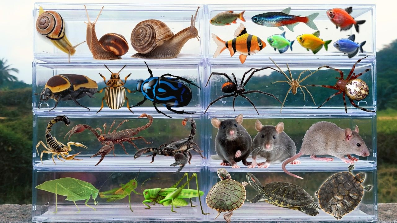 I am hunting for insects in the garden I found a Glofish & Tiger Fish, Snail, Zebra Beetle, Spider..