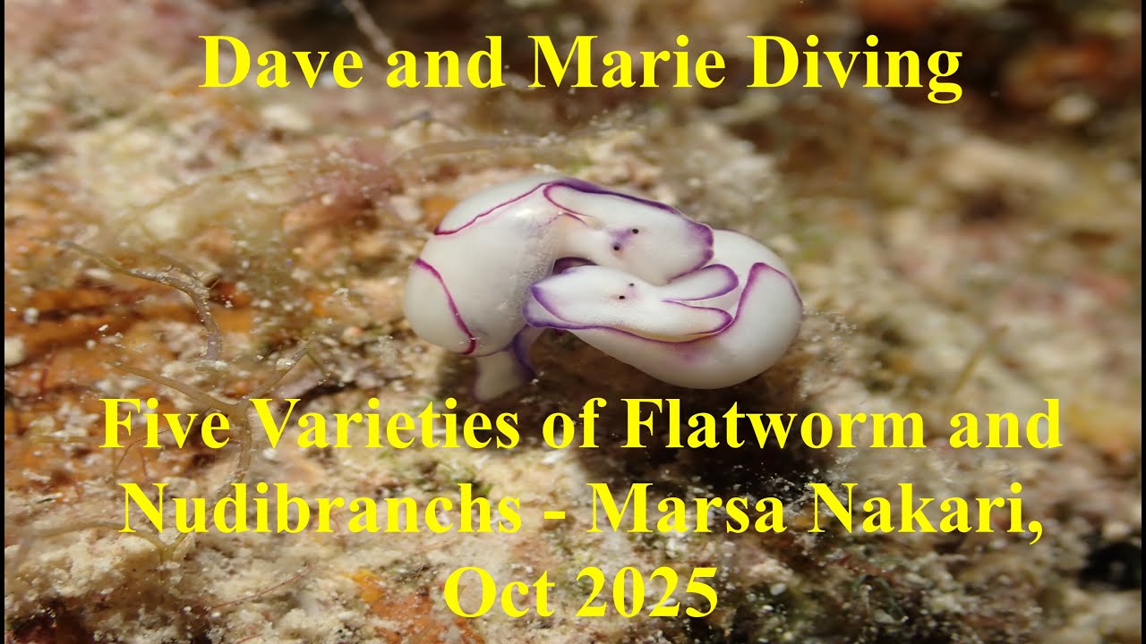 Five Varieties of Flatworms and Nudibranchs at Marsa Nakari, Egypt - October 2025