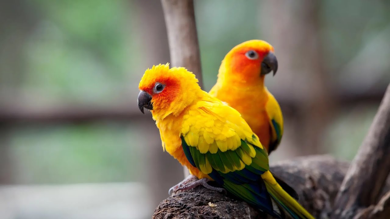 Comment rendre ses oiseaux heureux